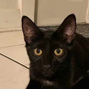 Meet your Posher, Sam